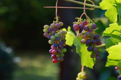 Как сохранить обрезанные осенью черенки винограда до весны - belnovosti.by