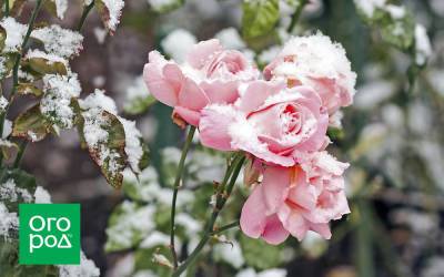 Самые зимостойкие сорта роз – фото, описание, особенности, советы по уходу - ogorod.ru