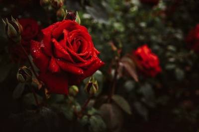 Как правильно пересадить розу осенью, чтобы королева цветов прижилась - belnovosti.by