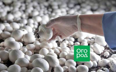 Как вырастить грибы в квартире: пошаговая инструкция - ogorod.ru