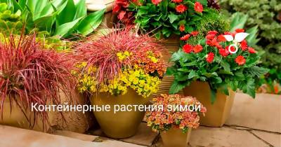 Контейнерные растения зимой - botanichka.ru