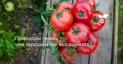 Помидоры гномы — чем хороши и как выращивать? - botanichka.ru