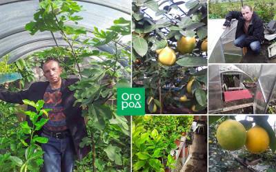 Траншейная теплица и фрукты круглый год: владелец лимонария делится секретами - ogorod.ru - Ссср