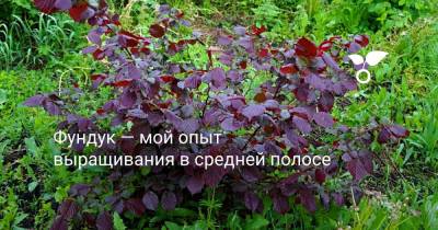 Фундук — мой опыт выращивания в средней полосе - botanichka.ru