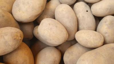 Как повысить урожай картофеля на домашнем огороде: хитрости, о которых не слышали - belnovosti.by