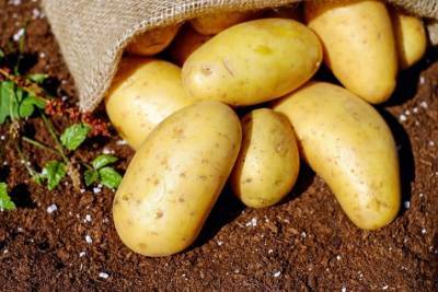 Почему гниет картофель в подвале и как остановить процесс - belnovosti.by