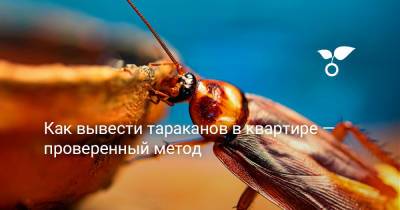 Как вывести тараканов в квартире — проверенный метод - botanichka.ru