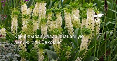 Как я выращивала ананасную лилию, или Эвкомис - botanichka.ru