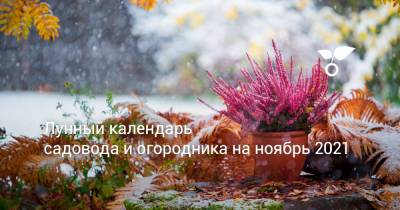 Лунный календарь садовода и огородника на ноябрь 2021 - botanichka.ru