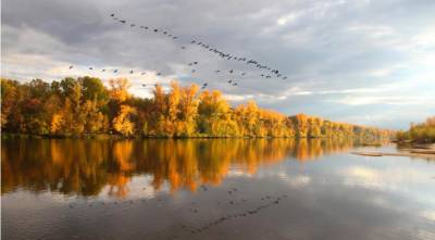 Почему осенью птицы летят клином - supersadovnik.ru
