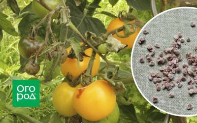 Можно ли собирать семена томатов с кустов, которые болели фитофторозом - ogorod.ru