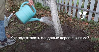 Как подготовить плодовые деревья к зиме? - botanichka.ru