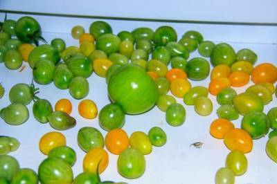 Быстрый способ, чтобы зелёные помидоры дозрели: зря хозяйки кладут их на подоконник - belnovosti.by