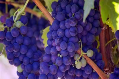 Чем подкормить виноград перед обрезкой и укрытием - belnovosti.by