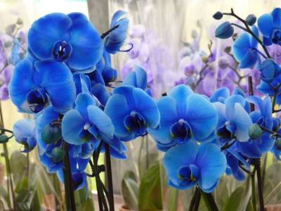 Чем поливать орхидею, чтобы она поменяла цвет: хитрости хозяек - belnovosti.by