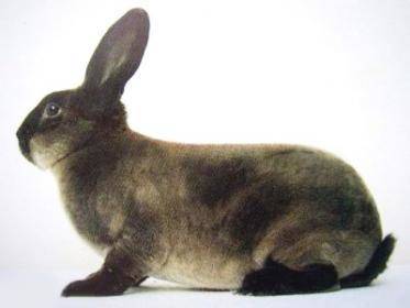 Характеристика породы кролика - советский мардер - sad-dacha-ogorod.com - Армения