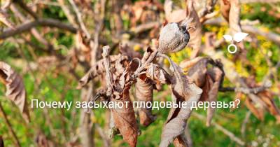 Почему засыхают плодовые деревья? - botanichka.ru