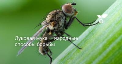 Луковая муха — народные способы борьбы - botanichka.ru