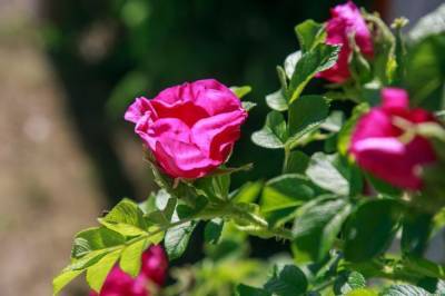 Нужно ли обрезать розы осенью: ошибки, которые делают дачники - belnovosti.by