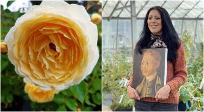В Британии выпущена первая роза в честь темнокожего садовника - supersadovnik.ru - Англия