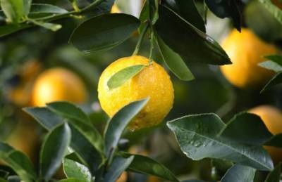 Чем подкормить лимон в домашних условиях, чтобы быстро рос - belnovosti.by