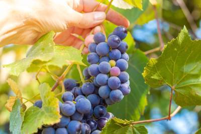 Что можно приготовить из винограда Изабелла: 10 вариантов для взрослых и детей - ogorod.ru - г. Виноград