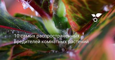 10 самых распространенных вредителей комнатных растений - botanichka.ru