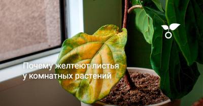 Почему желтеют листья у комнатных растений - botanichka.ru