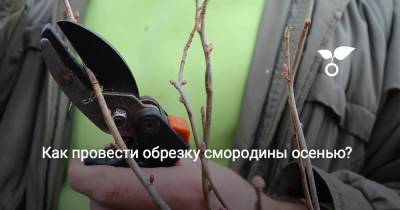Как провести обрезку смородины осенью? - botanichka.ru