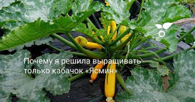 Почему я решила выращивать только кабачок «Ясмин» - botanichka.ru