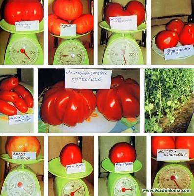 Самые ранние томаты – выращивание, посадка и уход (Самарская область) - vsaduidoma - Самарская обл.