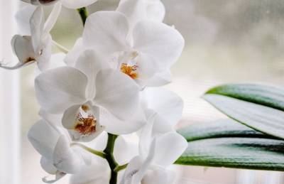 Зачем орхидеи поливают чесночной водой: результат удивит хозяек - belnovosti.by