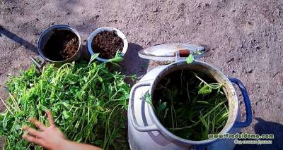 Органические подкормки для сада и огорода своими руками – приготовление, внесение и правильность - vsaduidoma