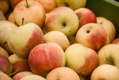 Будут свежими до следующей весны: дедовский способ хранения яблок - belnovosti.by