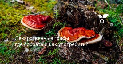Лекарственные грибы — где собрать и как употребить? - botanichka.ru
