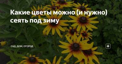 Какие цветы можно (и нужно) сеять под зиму - zen.yandex.ru