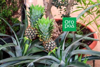 Как вырастить ананас из верхушки в домашних условиях – мастер-класс с фото - ogorod.ru