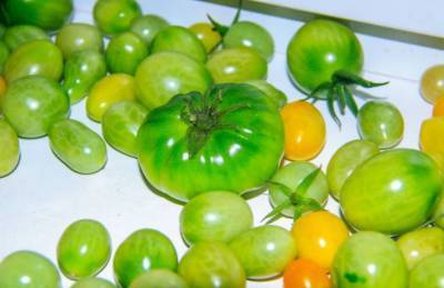 Как помочь зеленым помидорам дозреть в квартире: хитрости, которые используют хозяйки - belnovosti.by