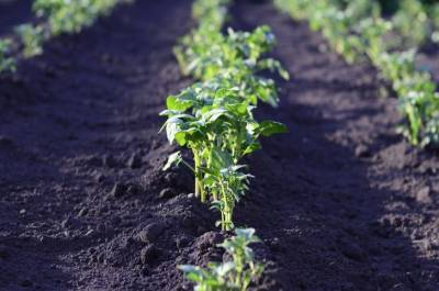 Как восстановить почву после нескольких лет выращивания картофеля - belnovosti.by