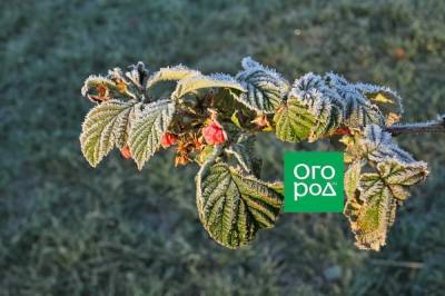Готовим ягодные кустарники к зиме: 5 дел, о которых нельзя забывать - ogorod.ru