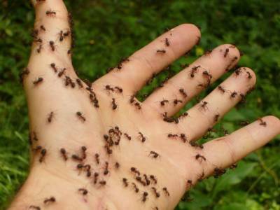 Как избавиться от муравьев в саду: секрет в ингредиенте для выпечки - belnovosti.by