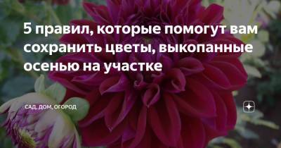 5 правил, которые помогут вам сохранить цветы, выкопанные осенью на участке - zen.yandex.ru
