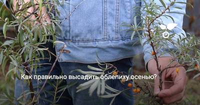 Как правильно высадить облепиху осенью? - botanichka.ru