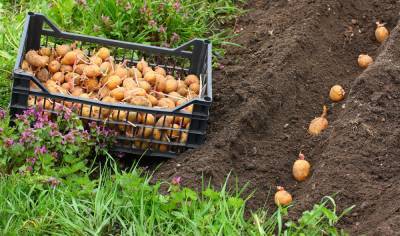5 способов посадить картофель от пяти разных агрономов - ogorod.ru