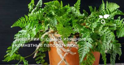 Даваллии — самые изящные комнатные папоротники - botanichka.ru