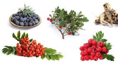 Полезные ягоды и травы, которые собирают в октябре-ноябре в саду и в лесу - supersadovnik.ru