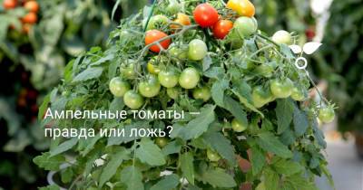 Ампельные томаты — правда или ложь? - botanichka.ru