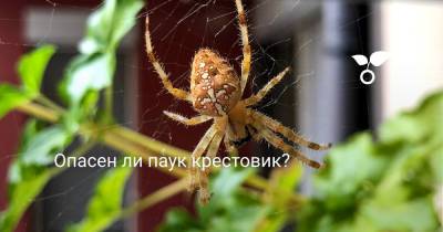 Опасен ли паук крестовик? - botanichka.ru - Россия