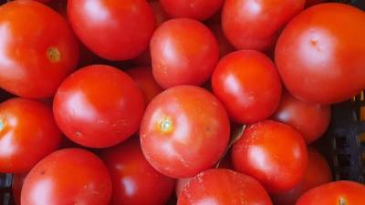 Кусты согнутся от плодов: что насыпать в лунки под рассаду помидоров - belnovosti.by