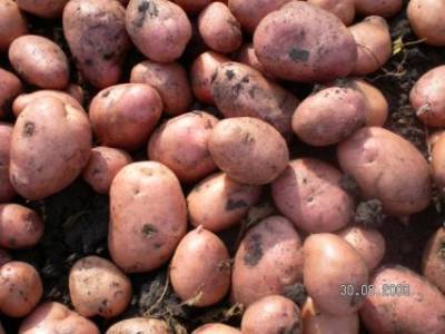 Как не допустить прорастания картофеля при хранении? - sad-dacha-ogorod.com